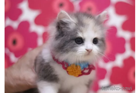 成約済の東京都のマンチカン-100756の3枚目